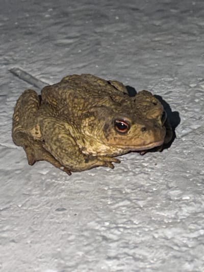 The media file features a close-up, top-down view of a toad clinging to a textured, light-colored vertical surface, possibly a wall. The toad is predominantly brown and green with a bumpy, camouflaged texture. Its large, dark eye with a reddish-brown iris is clearly visible, looking towards the viewer. The toad's body is compact, with its legs appearing to be tucked in or gripping the surface. A dark shadow is cast behind the toad, suggesting a light source from above and slightly to the left, indicating it might be nighttime or a dimly lit area. The textured surface is uneven and appears to have some small indentations or irregularities. The overall impression is of a creature seeking refuge or resting in a somewhat hidden spot. There is no visible text in the media file. The provided location context of Tashtagol, Russia, suggests a potentially natural or semi-natural environment where such a toad might be found.