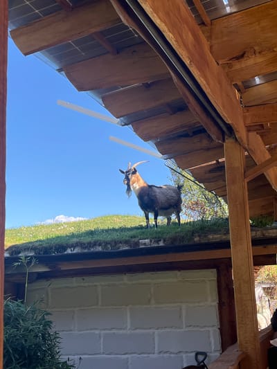 Captured from a low vantage point beneath a partially constructed wooden structure, the image presents a view of a goat against a backdrop of clear blue sky. The location is identified as Slokoshtitsa, Bulgaria. The goat, positioned near a wire fence atop a grassy area, appears to be the central subject. Adjacent to the grassy area is a white brick wall. The foreground is composed of the underside of a wooden structure with exposed beams and metal supports, indicating an ongoing construction.