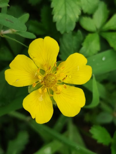 The image shows a close-up, top-down view of a single, bright yellow flower with five petals. The petals are slightly translucent and have thin, dark veins. In the center of the flower are numerous stamens and pistils, which appear yellowish-brown. Several small water droplets are visible on the petals and the center of the flower. The flower is surrounded by blurred green foliage and blades of grass. The lighting suggests it is daytime, possibly after a rain shower. The location is the city of Beglatoy, Russia.