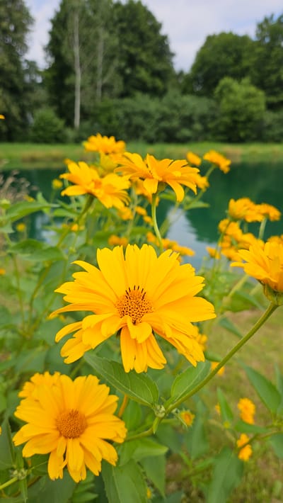 In Barteliškė, Lithuania, a close-up shot focuses on several bright yellow flowers in the foreground. The flowers have distinct ray florets and prominent central discs. Behind the flowers, a body of shimmering green water, likely a lake or river, is visible. Beyond the water, a dense line of lush green trees forms the background, with a cloudy sky overhead. The scene captures a natural outdoor setting, highlighting the beauty of the flora against the backdrop of water and foliage.