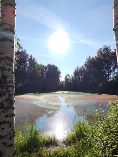 The image depicts a serene natural landscape in Снопок Новый, Russia, dominated by a bright, sunny sky and a tranquil body of water. In the foreground, two birch trees frame the scene, their white bark and dark markings clearly visible. The water itself exhibits a subtle iridescence, with swirling patterns of pale green, pink, and white colors, reflecting the sunlight.

A dense line of trees, primarily with dark green foliage, forms the backdrop along the far edge of the water. The trees are tall and appear to be a mix of deciduous species. The sky is a clear, bright blue with thin, wispy clouds. The sun is prominently positioned in the upper portion of the image, radiating a strong light that causes a glare and creates bright reflections on the water's surface.

The foreground on the right side of the image is overgrown with lush green grass and various leafy plants, suggesting a natural, undeveloped area. The overall atmosphere of the image is peaceful and idyllic, capturing a sunny day in the Russian countryside. There are no people or animals visible in the scene.