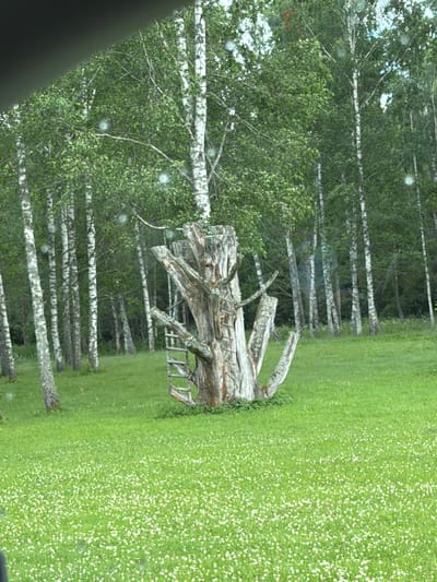 This media file depicts a scene in Mežpļavas, Latvia. The primary subjects are a stand of birch trees with white bark and green foliage, and a large, weathered, hollowed-out tree trunk positioned in the foreground. The tree trunk has a rustic, almost sculptural quality, with broken branches forming an abstract shape. Behind the trees, a lush green field is visible, dotted with numerous small white flowers, creating a textured carpet.
The image is taken from a slightly elevated perspective, possibly from a car or a roadside viewpoint, as indicated by a dark, out-of-focus diagonal shape in the lower left corner, which could be a car window or pillar. The lighting suggests it is daytime, likely overcast or with diffused sunlight, given the lack of harsh shadows and the soft illumination. The presence of numerous light-colored spots scattered across the image, particularly on the foliage, may be water droplets or reflections on a glass surface.
The scene evokes a sense of natural beauty and tranquility. The setting appears rural, characterized by the dense forest and the wildflower-filled meadow. There is no discernible activity or event taking place; the image captures a still moment in nature. No text is visible in the media file. The overall impression is one of a serene, natural landscape in Latvia during the warmer months.