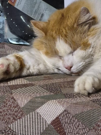 A ginger and white cat is asleep on a brown, patterned blanket. The cat's eyes are closed and its paws are outstretched. The blanket has a geometric design with squares and stripes. In the background, a dark object with white dots is visible. This scene is located in Sooblase, Estonia.