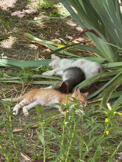 Two kittens are sleeping on the ground amidst foliage in Medovo, Bulgaria. The kitten in the foreground is ginger and white with striped markings on its legs. It is lying on its side, facing left, with its eyes closed. Its paws are visible, showing pink toe pads. Behind this kitten, partially obscured by foliage, is another kitten that appears to be a mix of white and grey. This kitten is curled up, also sleeping. The environment appears to be a natural outdoor setting with dirt, dry grass, and green leafy plants. Sunlight filters through the trees, creating dappled shadows on the ground.