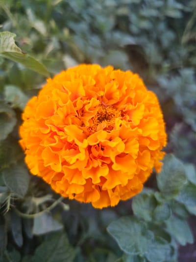 A close-up, high-angle shot shows a vibrant orange marigold flower in full bloom. The flower's petals are tightly packed and ruffled, creating a spherical shape with a textured surface. The center of the flower has a slightly darker, more intricate pattern. The background is a soft blur of green foliage, suggesting the flower is growing outdoors in a garden. There are no people or specific landmarks identifiable in the image. The image is a naturalistic depiction of a single flower, devoid of any urban context or specific geographical markers that would place it in Kamen-na-Obi, Russia, or any other city.