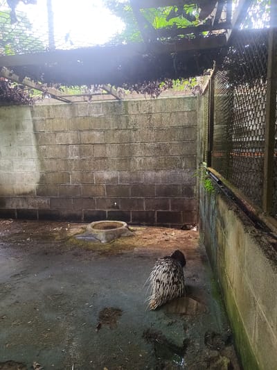 The image shows a porcupine in a caged enclosure. The enclosure has three visible walls: a back wall constructed of gray cinder blocks, a right side wall of concrete, and a wire mesh front. The floor is wet and stained. A concrete water bowl sits against the back wall. The enclosure is partially covered by a mesh and frame structure, with vines growing over it. The porcupine is standing near the right wall, facing away from the viewer. The photograph was taken at Takdat, Thailand.