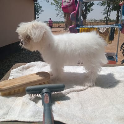 The image shows a white, fluffy dog standing on a white towel outdoors. Next to the dog is a wooden board and a grooming brush. In the background, there is a clothes drying rack with items hanging on it. Beyond the rack, a person in a red shirt is visible in a field. The setting appears to be Bomo, Nigeria based on the data. The scene seems to capture a moment of grooming the dog outdoors.
