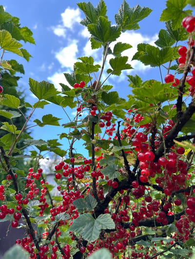 This is a close-up, low-angle shot of red currants hanging from branches of a bush, set against a blue sky with scattered white clouds. The image is dominated by the vibrant red of the berries and the green of the leaves. Some branches are dark and textured, with smaller twigs branching off. The lighting suggests it is daytime, possibly late morning or afternoon, with sunlight filtering through the leaves and illuminating the berries. The background is slightly blurred, indicating a shallow depth of field, with hints of green foliage and possibly a fence or building in the distance, suggesting an outdoor setting, likely a garden or park. There are no people or animals visible in the image.
The image provided does not contain any visual cues that would allow for the identification of a specific location within the city of Rezekne, Latvia. The scene is generic to any outdoor environment where red currant bushes grow.