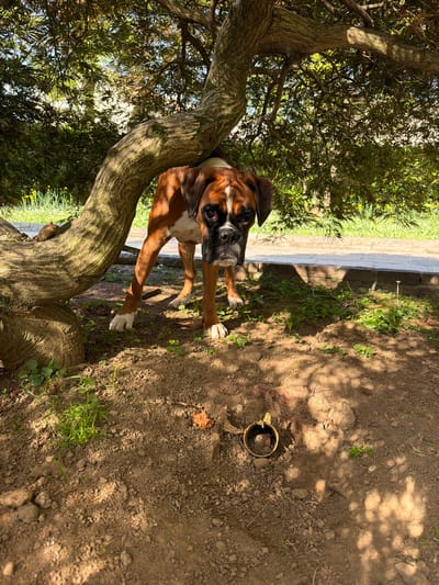 A tan and brown Boxer dog stands in a yard under a tree. The dog is positioned with its front paws on the ground and part of its body leaning against the tree trunk. The ground is dirt, partly shaded, with some grass and an orange metal pipe visible. A white wall runs across the background, with green vegetation behind it. The location is in Lissone, Italy.