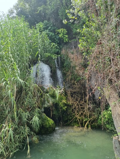 The image captures a serene natural landscape featuring a small waterfall cascading down a moss-covered rock face into a clear, shallow body of water. Lush green reeds and thick vegetation flank the left side of the scene, while dry, tangled branches hang from trees on the right, creating a contrast between vibrant life and decay. The water reflects the surrounding greenery, and a large tree trunk is visible on the far right edge of the frame. This scene is located in the Font Salada, a natural spring and popular bathing spot within the municipality of Anna, Valencia, Spain.