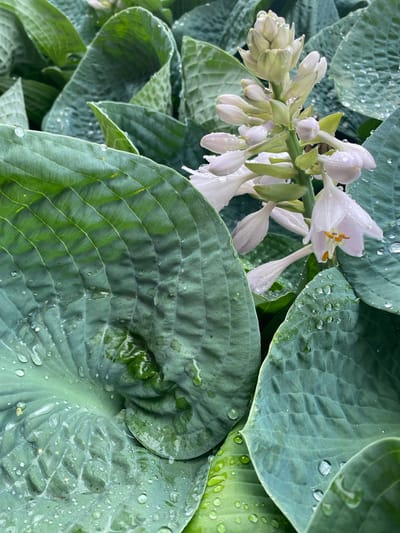 This is a close-up, overhead shot of a cluster of white hosta flowers with water droplets clinging to their petals and the surrounding large, green hosta leaves. The flowers are delicate and trumpet-shaped, with some buds still closed and others open, revealing yellow stamens. The leaves are broad and textured, with prominent veins, and are also covered in numerous clear water droplets, suggesting recent rain. The lighting is soft, indicating it could be overcast or early morning/late evening. The overall impression is one of freshness and natural beauty after a rainfall. The setting appears to be a garden in Pointe-Claire, Canada, given the plant type and general aesthetic. There is no visible text.