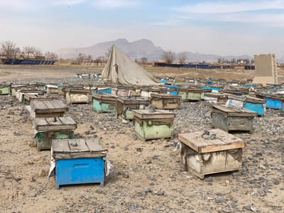 This image depicts an apiary situated on arid, rocky ground in Nakhonay, Afghanistan. Approximately fifty to seventy wooden beehives are scattered across the foreground and mid-ground. These hives are rectangular, constructed from wood, and exhibit varying states of wear and discoloration; some are painted faded blue or pale green, while others are weathered natural wood. Many feature rough wooden lids, some of which are secured by small rocks or debris. Tattered cloth or plastic sheeting is draped over or around several hives, appearing as insulation or protective coverings. In the mid-ground, a large, light-colored canvas structure, resembling a partially collapsed or loosely pitched tent, is prominent. The background reveals an extensive array of ground-mounted solar panels, with sparse, bare trees visible behind them. A rugged, barren mountainous landscape forms the distant horizon under a pale, hazy sky. On the far right of the frame, a weathered concrete pillar or wall remnant stands vertically. Small, dark specks, consistent with flying insects or birds, are observed in the air above the apiary. No human figures are present within the scene.