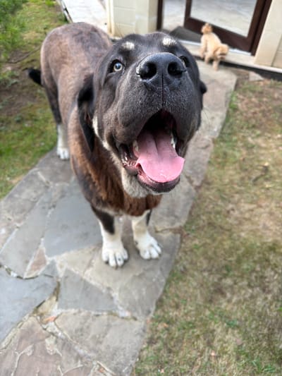 A large dog with black and brown fur, white paws, and a pink tongue is panting on a stone patio. The dog is looking up at the camera. A small tan dog is lying on a step in the background. The location is outdoors with grass and greenery visible. There is no information to confirm the location is Shchelkovo, Russia.