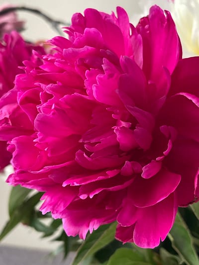 A close-up, detailed photograph showcases the vibrant fuchsia petals of a peony flower. The flower is the primary subject, filling the frame with its layered, ruffled blooms. The petals are rich in color, with subtle variations in shade and light that highlight their texture and intricate structure. Some petals exhibit delicate crimping along their edges, adding to the flower's softness. In the background, slightly out of focus, are hints of other flowers, possibly white or pale yellow, and some green foliage, suggesting a bouquet. The overall lighting is soft, illuminating the flower without harsh shadows. There are no people or animals visible in the image. The setting is an indoor environment, possibly a home or studio, with a plain, neutral background. The image does not contain any specific landmarks or features that would allow for identification of its location within Bolshoy Kamen, Russia.