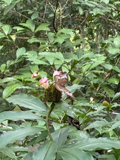 The image shows a butterfly perched on a flower in a garden or natural setting. The flower is pink and white with a green center, and the butterfly is brown and white. The leaves of the plant are green and broad. Other vegetation is visible in the background. The location is Licin, Indonesia. No people are visible.