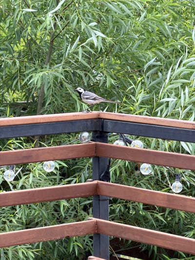 A wagtail bird, identified by its black and white plumage, is perched on the top wooden railing of a balcony or deck. The railing is made of brown wooden planks supported by dark metal posts. Below the top railing, there is another dark metal railing and a further set of brown wooden planks. String lights with clear glass bulbs are attached to the dark metal railing, with several bulbs visible. The background is dominated by lush green foliage, likely willow trees, indicating an outdoor setting. The scene is photographed in daylight, with natural lighting. The location is identified as Семилуки, Russia. There are no people or animals other than the bird present in the image.