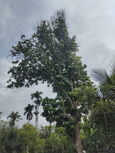 In the city of Mesjidpirak, Indonesia, a tall tree with a thick, rough trunk stands prominently against a cloudy, grey sky. Its branches, some bare and others laden with lush green leaves, reach upwards. Clusters of green fruit hang from some of the branches. In the background, several palm trees, including slender areca palms, rise above a dense canopy of various green trees and foliage. The scene is outdoors, with a natural and somewhat overgrown environment, hinting at a tropical or subtropical climate. There are no people or specific actions depicted in the image.