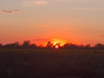 The image shows a sunset over a field of sunflowers in Topaly, Ukraine. The sun is low on the horizon, casting a warm orange glow across the sky. Silhouettes of trees and a line of sunflowers can be seen against the colorful sky. The field is dark, with the sunflowers appearing as small yellow dots. The overall scene is peaceful and serene.