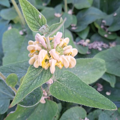A close-up, eye-level, full-frame shot showcases a cluster of pale yellow, tubular flowers with fuzzy exteriors, potentially Phlomis fruicosa or Jerusalem sage, emerging from a stalk surrounded by velvety green leaves. The leaves exhibit a textured surface with visible veins and are speckled with white, powdery deposits. The background consists of out-of-focus green foliage, creating a shallow depth of field that emphasizes the floral subject. The image appears to be captured outdoors in natural light, likely in a garden or natural setting within Mechelen, Belgium. No people or specific architectural elements are discernible, focusing solely on the botanical details of the plant.