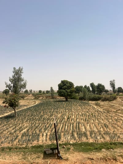 An outdoor, wide-angle image captured in Wuciciri, Nigeria, depicts an agricultural field under a clear, pale blue sky with a visible atmospheric haze. In the foreground, dry, light brown soil with patches of sparse green grass is visible. A dark-handled, silver-bladed shovel or similar digging tool stands upright, leaning slightly right, with its blade resting on the ground. To its immediate left, two light grey, rectangular blocks are present.
The midground is dominated by a large cultivated field with numerous parallel rows of slender green plants, consistent with young onion crops, planted in light brown, dry earth. A narrow dirt path curves from the lower left into the cultivated area. Several trees are interspersed throughout the landscape; a prominent, full-canopied tree with dark green foliage stands towards the right side of the field, while a taller, lighter green tree is situated on the left, closer to the foreground path. A smaller tree with reddish-brown leaves is also present on the left.
The background shows more undulating terrain with scattered green trees and what appears to be additional cultivated land extending towards the horizon. No individuals or active interactions are visible within the scene. The overall environment is rural and appears to be in a dry period.