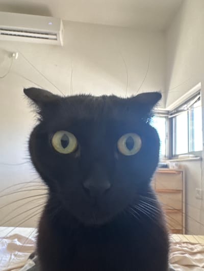 A black cat with wide, green eyes is positioned in the foreground, looking directly at the camera. The cat's ears are slightly flattened, and its whiskers are prominently displayed. The background is softly blurred, suggesting a domestic setting. To the upper left, a white air conditioning unit is mounted on a light-colored wall. In the background to the right, a window with blinds is visible, and a light-colored dresser with shelves is present. The overall scene appears to be an indoor photograph, possibly taken within an apartment in Kiryat Motzkin, Israel.