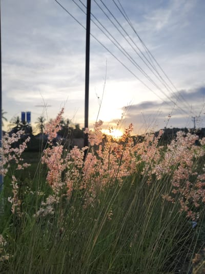 The image depicts a field of pink-tinged flowering grass backlit by the setting sun. The location is likely near Seuneubok, Indonesia, based on the information provided. In the background, there are utility poles and overhead power lines stretching across the sky. Distant buildings and trees are silhouetted on the horizon. The foreground is dominated by the dense vegetation.
