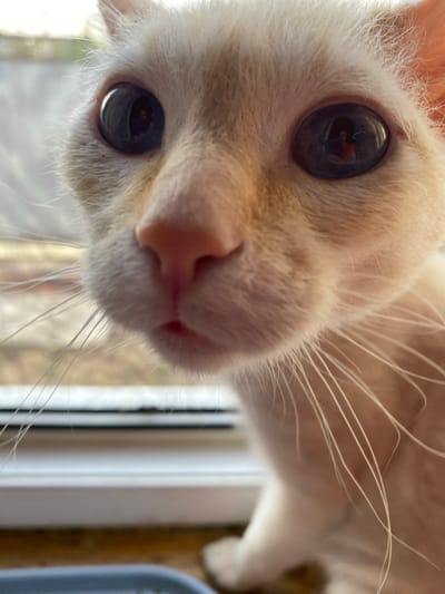 A close-up, angled shot focuses on a light-colored cat's face. The cat's eyes are large and dark, with reflections visible in the pupils. The nose is pink and dominates the center of the frame. Whiskers are long and thin. A window frame is partially visible in the background, along with a glimpse of an exterior scene with trees. No people, interactions, or the city of Oblivskaya, Russia, are discernible.