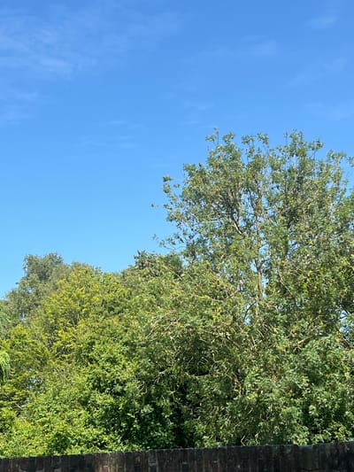 The image depicts a clear blue sky with scattered wispy clouds above a dense canopy of green trees. The trees are full of leaves, suggesting a summer or late spring season. In the foreground, a dark brick wall is visible, partially obscured by the lower branches and foliage of the trees. The composition is dominated by the natural elements of the sky and the trees, with the brick wall providing a grounding element. There are no people or animals present in the image. The overall impression is one of a serene outdoor scene, possibly in a park or a residential area with significant greenery. No specific landmarks or identifiable features of Leeuwarden, Netherlands, are discernible in this image.