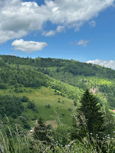 This is a landscape photograph taken in Miravčine, Montenegro. The image captures a lush green mountainous terrain under a partly cloudy blue sky. The foreground is dominated by tall grasses and wildflowers, with a dark evergreen tree prominently positioned in the mid-ground. The background features rolling hills covered in dense forestation, with some areas appearing as meadows or cleared patches. Sunlight highlights the contours of the hills, creating areas of bright green and shadow. A small white van is visible parked on a dirt path in the lower portion of the image, nestled amongst the trees. In the far distance, a hint of a red-roofed building can be seen. The overall impression is one of a serene, natural, and rural setting.