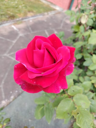 A vibrant red rose is in full bloom, positioned centrally in the frame. The rose's petals are tightly arranged, with a darker hue around the edges. A small green insect is visible on one of the outer petals. The rose is surrounded by green leaves, some of which have holes or blemishes. In the background, there is a paved area with irregular shaped paving stones. Further back on the top left is an area of green grass. On the top right is a blurred red brick building. The image was taken in Souffelweyersheim, France.
