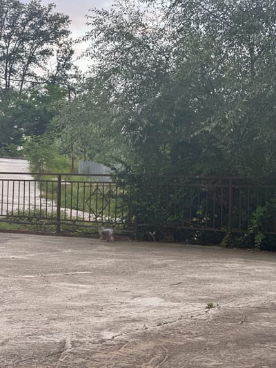 A domestic cat, possibly a tabby, walks on a concrete surface next to a rusty metal gate. The gate is partially overgrown with green foliage. Behind the gate, there is more greenery, including trees with dense leaves. The sky is overcast, suggesting it might be a cloudy day. The concrete surface has visible cracks and some small plants are growing in them. The scene appears to be an outdoor area, possibly a yard or a pathway, in a location that could be rural or suburban, given the presence of natural vegetation and the rustic gate. The time of day is likely daytime, based on the lighting. There is no visible text in the image. The overall impression is one of a quiet, everyday moment in a naturalistic setting.