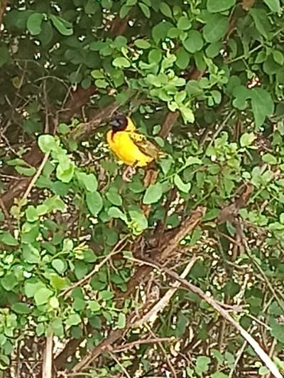 A bright yellow bird with a black head perches on a small branch amidst dense green foliage. The bird's plumage stands out against the green leaves. The surrounding greenery appears to be a shrub or small tree, with numerous small, rounded leaves. Thinner, brown branches are visible both behind and in front of the foliage. The overall image is slightly blurry and shot in daylight.