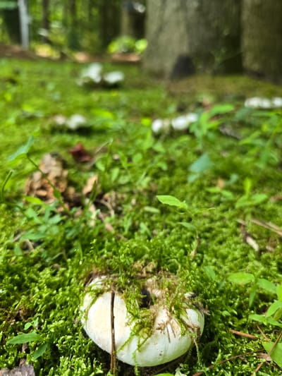 The image captures a close-up, ground-level view of a lush, moss-covered surface in what appears to be a wooded or natural setting, likely outdoors. The dominant subject is a pale, round object, partially obscured by the vibrant green moss, which may be a mushroom or a similar natural element. A thin twig or stem crosses horizontally over this object. The moss is densely packed, with small green leaves and other delicate vegetation interspersed throughout.

The background is blurred, suggesting a shallow depth of field and drawing focus to the foreground. In the distance, hints of other pale, round shapes, possibly more of the same objects, are visible, as are vertical lines that could indicate trees or other natural structures. To the right of the frame, a rough, textured surface, possibly wood or stone, also appears out of focus.

The lighting suggests daylight, with a soft, diffused quality that complements the natural environment. There are no people or animals visible, and no text is present. The overall impression is one of a quiet, serene moment in nature, focusing on the intricate details of the forest floor. The location context is Alpharetta, United States.