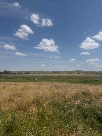 The image depicts a rural landscape in Kazakhstan, near the village of Umbetaly Karibaeva. The scene is dominated by a clear blue sky with scattered white cumulus clouds. A vast, undulating field stretches across the frame, transitioning from dry, golden grass on the right to greener vegetation further to the left. A subtle elevation change suggests a gentle slope or a small hill in the background, with scattered trees dotting the landscape.

There appear to be a few white birds, possibly egrets or herons, scattered throughout the field, suggesting they are foraging or resting. One bird is prominently visible near the center-right of the frame, appearing to stand in the dry grass. Another is in flight further back, and a third is visible in the distance. The presence of these birds hints at a natural habitat with open space.

The lighting suggests it is daytime, likely mid-morning or afternoon, given the bright sunlight and clear skies. The dry, golden grass indicates a warm, possibly arid climate, or a time of year after the peak growing season. The overall mood is one of tranquility and natural beauty, characteristic of open countrysides. There is no visible text in the image.