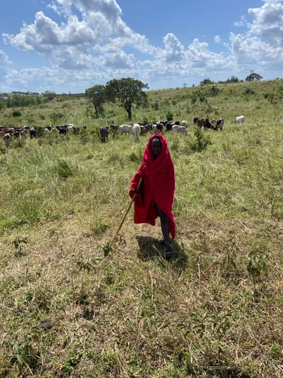 A Maasai man in a red shuka stands in a grassy field, holding a herding stick. A herd of cattle graze in the background, stretching into the distance. The sky is blue with fluffy white clouds, and there are scattered trees and bushes in the landscape. The focus is on the man and his connection to the land and his livestock.