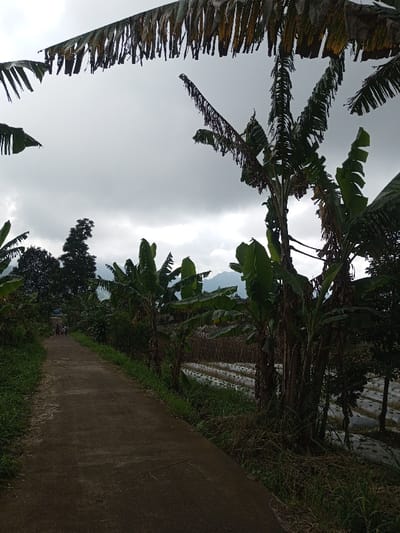 The image depicts a rural pathway in Kondha, India, under an overcast sky. A dark gray paved path extends from the foreground into the distance, bordered by green grass and weeds. To the right of the path, numerous banana plants with large green and partially dried leaves grow alongside an agricultural field. This field features multiple parallel rows covered with white plastic sheeting. In the far distance along the path, a small group of approximately three to five indistinct individuals is visible, walking away from the viewer. Hazy mountain ranges or hills are present in the background. Large, partially deteriorated banana leaves hang into the upper frame.