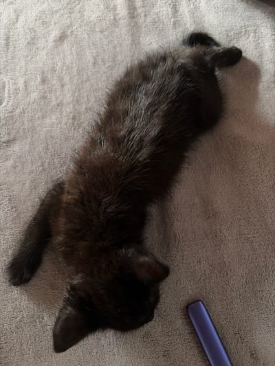 A black kitten is lying on its stomach on a gray textured surface, possibly a blanket or carpet. Its body is stretched out and its head is tucked down. Its tail is visible behind it, curled upwards. In the bottom right corner of the image, a small, purple cylindrical object, possibly a vape pen, is visible. The scene is indoors, likely in a residential setting. There is no indication that this scene is located in the city of Göttingen, Germany.