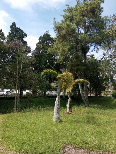 Lush green grass covers the foreground, leading to a collection of trees in the background. Two short palm trees stand out in the middle, their slender trunks textured and topped with vibrant green fronds. Behind them, a mix of tall, mature trees with varying foliage fills the scene, their canopies reaching towards a blue sky dotted with clouds. The landscape slopes gently, hinting at a park or garden setting with a well-maintained aesthetic.