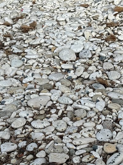 This media file presents a close-up, high-angle view of a textured ground surface covered predominantly by numerous small to medium-sized pebbles and stones. The stones are mostly light-colored, ranging from off-white and light gray to pale beige. Many of the pebbles feature distinct dark gray or black speckles, spots, and irregular patterns across their surfaces, giving them a unique appearance. Their shapes vary from rounded and oval to slightly more angular, and they are tightly packed together.

Interspersed among the pebbles are scattered pieces of dried organic matter, including brown and reddish-brown fragments of leaves, twigs, and what appears to be dried seaweed or plant detritus. These organic elements add a contrast in texture and color to the stony ground. The scene is static, depicting an inanimate natural environment. There are no people, animals, or any specific activity taking place. The lighting is natural and diffuse, indicating daytime, but specific weather conditions or time of day are not discernible. There is no visible text.

Given the location context of Portoferraio, Italy, the image likely depicts a rocky or pebbled beach or coastal area in that region.