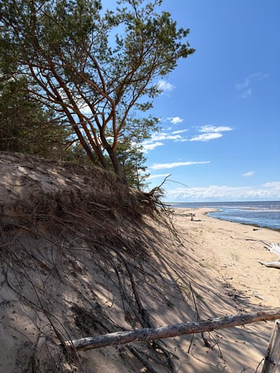 The image shows a sandy dune area near the coast of Lilaste, Latvia. A pine tree with exposed roots is growing on the side of the dune, which slopes down towards a sandy beach and the Baltic Sea. The sky is blue with scattered white clouds. There are no people or animals visible in the scene. The environment is natural and undeveloped, with some driftwood on the beach. The lighting suggests it is daytime, likely late morning or early afternoon.