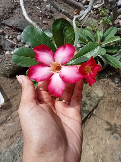 A close-up, overhead shot shows a person's left hand, adorned with a ring on the ring finger, gently holding two bright pink and white azalea flowers. The flowers are in full bloom, with delicate petals and a yellowish center. The hand is positioned in front of a backdrop of green leaves and a few small, red buds. The background consists of dry soil, stones, and a few weathered branches, suggesting an outdoor setting. The scene is captured during daytime, indicated by the bright lighting and shadows. The image was taken in Matangsijuek Timur, Indonesia.