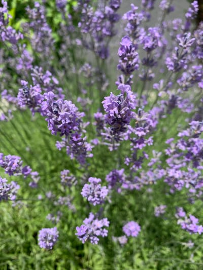 The media file is a close-up, top-down shot of lavender flowers in bloom, with a shallow depth of field blurring the background. The subjects are the numerous purple lavender blossoms, clustered together on green stems. The scene is a field or garden of lavender, with the soft green of the foliage forming the backdrop. The lighting suggests it is daytime, likely sunny, given the brightness and the way the light catches the petals. There are no people or visible text in the image. The overall impression is one of natural beauty and tranquility, evoking the sensory experience of a lavender field. The location context of Hostomel, Ukraine, suggests this could be a natural or cultivated landscape in that region during the lavender blooming season.