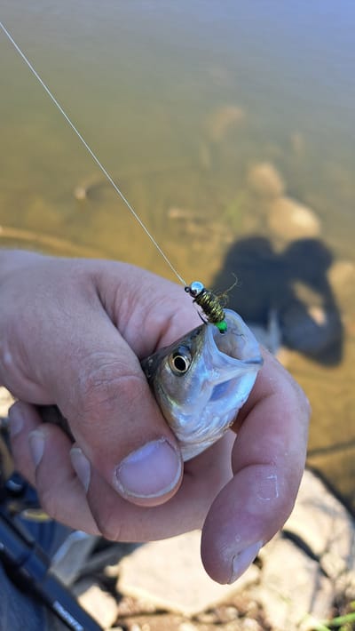 A close-up, high-angle shot shows a hand holding a small fish with its mouth open, revealing a fishing lure. The fish is silver with dark markings and has its eye clearly visible. The lure, with a metallic bead and green and brown accents, is lodged in the fish's mouth, attached to a fishing line that extends out of frame. The hand holding the fish is fair-skinned with visible fingernails. In the background, the murky, shallow water of a river or lake is visible, with rocks and shadows on the bottom. The overall scene suggests an outdoor activity, likely fishing, in a natural setting. The context of Będów, Poland, does not provide specific environmental details that can be visually confirmed within the image itself.