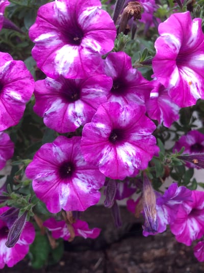 The image displays a close-up, overhead view of a cluster of pink and white petunias. The flowers are vibrant and detailed, with their trumpet-shaped petals and dark centers clearly visible. Some of the petunias are in full bloom, while others are partially closed or are buds. The background consists of green foliage and dark soil, suggesting an outdoor garden setting. There are no people or animals present in the image, and no specific location in Radomyshl, Ukraine can be identified from the visual information alone. The image focuses solely on the botanical subject matter.