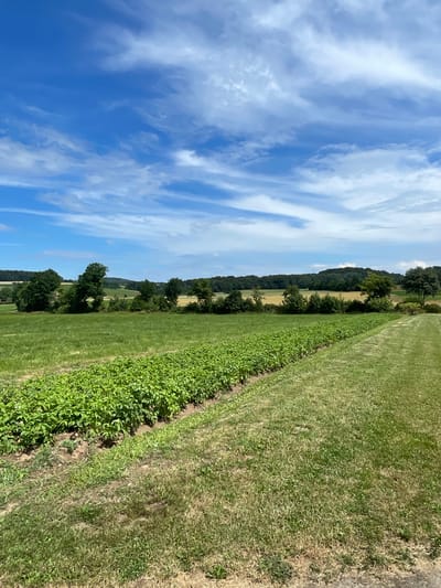 The image depicts a rural landscape in Christerode, Germany, under a bright blue sky with wispy white clouds. In the foreground, a long, narrow row of lush green plants, possibly potatoes, stretches diagonally across the frame. Adjacent to this cultivated area is a well-maintained lawn. In the middle ground, a rolling green field extends towards a distant treeline composed of various trees. Beyond the trees, gentle hills are visible, with patches of what appear to be harvested fields in the distance. The overall scene is one of natural beauty and agricultural activity.