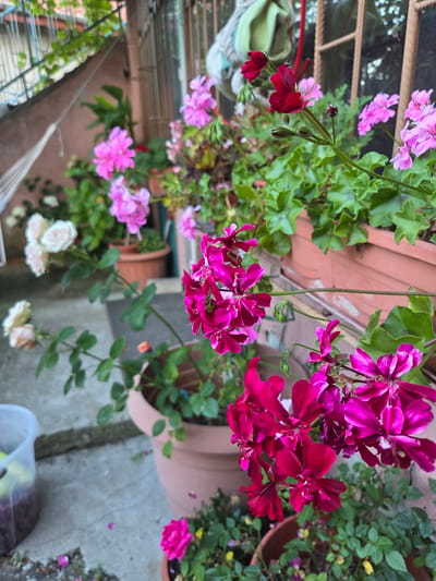 The image depicts a close-up view of several potted plants with vibrant flowers on a concrete surface, possibly a patio or balcony. The plants include pink and deep fuchsia-colored geraniums, as well as a cluster of white roses in the background. The foreground features a large terracotta pot filled with fuchsia geraniums, their petals detailed with delicate veins. To the left, a clear plastic container holds what appears to be soil or plant matter. In the mid-ground, several pink geraniums are in bloom, and further back, white roses are visible. The background shows a metal railing and part of a building facade, suggesting an outdoor urban setting. The scene is illuminated by natural light, creating soft shadows. The specific location is identified as Marinka, Bulgaria.