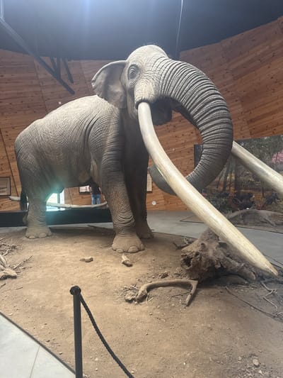 The image shows a full-body taxidermy exhibit of a large elephant with impressive tusks. The exhibit is situated indoors, in a space with wooden paneled walls and a dark ceiling with exposed beams. The elephant is posed in a naturalistic setting, with a dirt floor, scattered branches, and a painted backdrop depicting a forest scene with other animals. A rope barrier with a black post is in the foreground. In the background, a person is visible standing near a window, looking out. The overall impression is of a museum or educational display. The location is identified as the Dinosaur and Ancient World Museum in Dorkovo, Bulgaria.