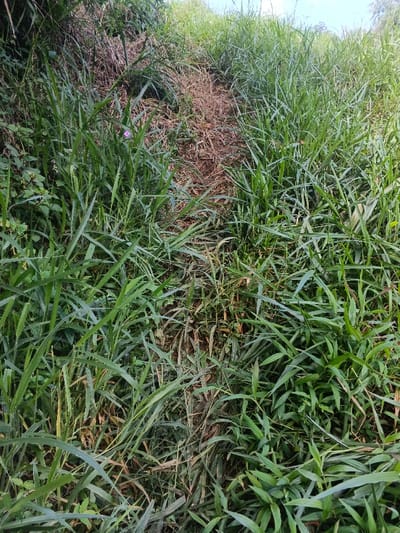 A narrow, overgrown trail winds uphill through dense vegetation. Tall, green grasses dominate the foreground and sides of the path, obscuring its edges. The trail's surface is mostly bare soil and dead foliage, contrasting with the surrounding greenery. A single purple flower punctuates the left side of the path. The scene conveys a sense of untamed nature and a rarely traveled route.