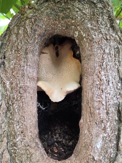 A single, pale mushroom with a ruffled edge protrudes from a hollow in the rough, textured bark of a tree. The mushroom is light tan with darker speckles and appears to be growing sideways from within the opening. The hollow is irregular in shape and dark inside, with visible cobwebs clinging to the edges. The tree bark is gray and brown, with patches of white lichen. Green leaves are visible in the upper left corner of the image. The scene is outdoors and appears to be in a natural setting, possibly a park or wooded area. There is no information provided about the specific location in Jitiqara, Kazakhstan.