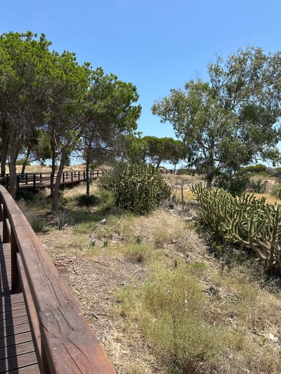 This image depicts a natural park environment, specifically consistent with the coastal dune systems of Guardamar del Segura, Spain. The upper portion of the frame is dominated by a clear, bright blue sky.
A dark brown wooden boardwalk with railings traverses the scene, originating from the lower left foreground, curving towards the right mid-ground, and extending further into the background through a cluster of coniferous trees. These trees, likely Aleppo pines (*Pinus halepensis*), exhibit dense green foliage and dark, visible trunks and branches. To the right of the boardwalk, a large deciduous tree with lighter green, sparser foliage and a lighter-toned trunk stands prominently.
The ground cover consists primarily of dry, yellowish-brown grass and low-lying, parched scrub, indicative of an arid or Mediterranean climate. Interspersed within this dry vegetation are several large clusters of green, segmented, spiky cactus plants, notably concentrated in the mid-ground and right foreground. Smaller green succulent plants and a bushy plant with white seed heads are also present in the undergrowth.
Bright, direct sunlight illuminates the scene, creating sharp shadows cast by the trees and the wooden railings onto the ground. No people or animals are present. In the distant background, on a slight elevation, a faint wooden structure, potentially a picnic area or part of the boardwalk system, is visible.